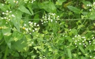 芥菜有哪些品種，分為板葉、散葉、紅花和白花薺菜