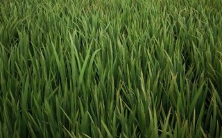 龍糯3號(hào)水稻品種的特性，4月15～20日播種