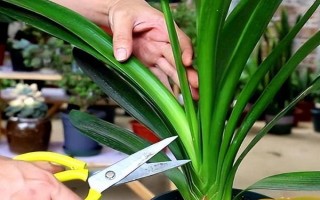 君子蘭剪頭后何時(shí)長(zhǎng)新葉，通常需一年左右