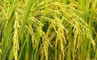 富糯6號(hào)水稻品種簡(jiǎn)介，全生育期140.9天