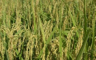金隆優(yōu)青占水稻種子特征特性，全生育期114.3天