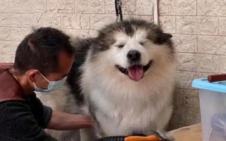 阿拉斯加雪橇犬的訓(xùn)練方法，使用特定語(yǔ)氣加上手勢(shì)動(dòng)作可讓它聽(tīng)話