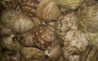 什么是鳥蛤，屬于鳥尾蛤科軟體動物的統(tǒng)稱