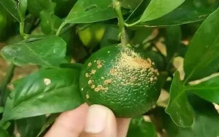 柑橘病蟲害防治辦法，常見的有瘡痂病、潰瘍病等