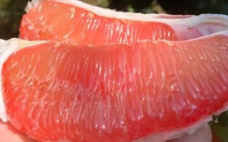 哪些農(nóng)作物在秋季成熟，包括花生、玉米、西紅柿等品種