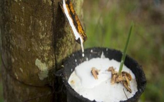 中國橡膠近幾年的產(chǎn)量，2021年達到87.16萬噸