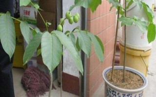 核桃樹葉片枯黃如何處理，可采取補(bǔ)鐵、松土、修剪等措施