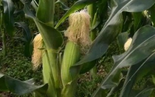 荃玉898玉米種簡(jiǎn)介，高抗大斑病