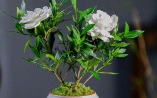 室內可以養(yǎng)梔子花嗎，室內是可以養(yǎng)梔子花的