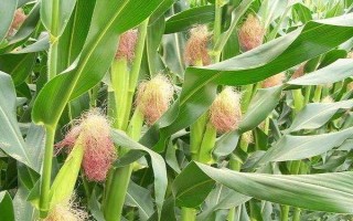 富單7號玉米種子介紹，普通玉米品種