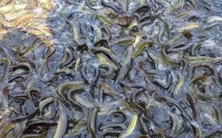 泥鰍的養(yǎng)殖方式，放養(yǎng)苗種前需消毒