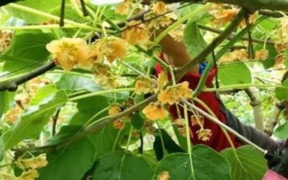 獼猴桃為何要人工授粉以及具體方法，雌雄花朵要相互傳粉才能結(jié)果