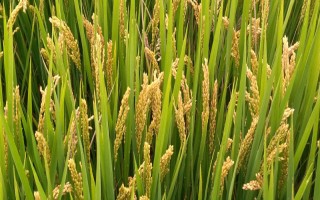 南粳3908水稻種子簡介，為保持該品種的優(yōu)質(zhì)食味
