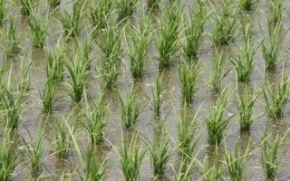 中嘉8號水稻品種簡介，該品種長勢繁茂