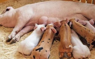仔豬不好好吃奶的原因，母豬泌乳不足會(huì)導(dǎo)致