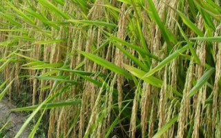廚香優(yōu)556水稻種子介紹，稻瘟病區(qū)種植要注意防治稻瘟病
