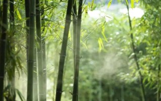 怎么養(yǎng)觀賞竹子，喜半陰的光照環(huán)境