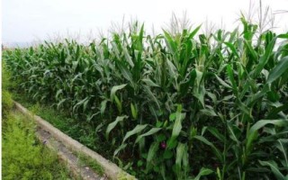 隴單336玉米種子特點(diǎn)，春季4月15日左右播種