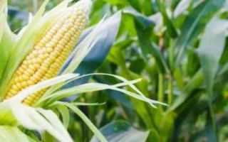 堯玉66玉米種子簡介，適宜播期4月下旬
