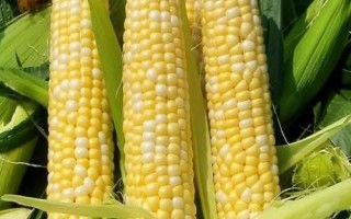 黃糯519玉米種子簡介，4月下旬至5月上旬播種