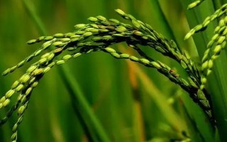 華航53號水稻種子特點，感溫型常規(guī)稻品種