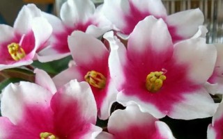 有哪些好養(yǎng)的花，常見的有雛菊、秋海棠等