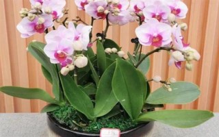 蝴蝶蘭謝了如何修剪花梗，沿著花梗下方4厘米處修剪掉即可