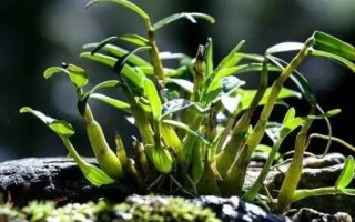 霍山石斛的價格，因規(guī)格、品牌等不同而不同