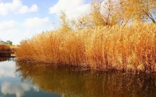 蘆葦?shù)纳L(zhǎng)季節(jié)，生長(zhǎng)旺盛期為每年4月上旬至7月下旬