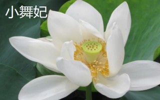 盛開的荷花與什么相似，看起來就像一個彩燈