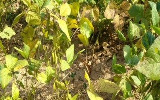 大豆黃化面積大的原因及防治方法，針對(duì)性治療效果好