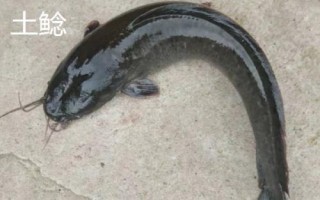身上有花斑的鯰魚是什么魚，可能是土鯰、斑鳠或者沙塘鱧