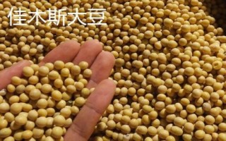 黑龍江樺南縣的特產(chǎn)，樺南白瓜籽遠(yuǎn)銷海外