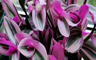 冬天怎么養(yǎng)油畫(huà)婚禮吊蘭，溫度控制在20-25度左右
