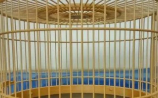 八哥鳥的飼養(yǎng)方法，選擇易馴的頭窩幼鳥為佳