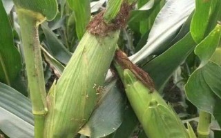 農(nóng)華501玉米種子特征特性，中等肥力以上地塊栽培