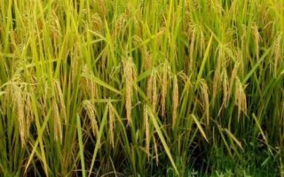 多兩優(yōu)2138水稻品種的特性，中秈兩系雜交水稻品種