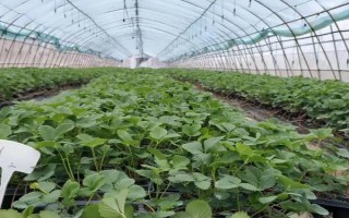 11月種草莓苗能否成活，在大棚內(nèi)種植可以存活