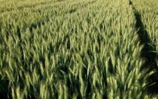 富育麥201小麥種子特征特性，每畝適宜基本苗16～18萬