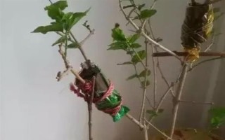 桂花怎么養(yǎng)護(hù)才可以更旺盛，每隔一周澆水1-2次