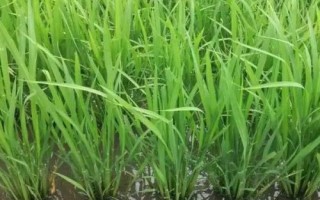 川種優(yōu)464水稻品種簡介，每畝秧田播種量8千克左右