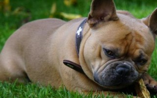 斗牛犬好不好養(yǎng)，是主人的忠實(shí)伙伴很好飼養(yǎng)