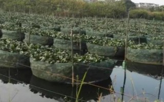 怎么快速培育泥鰍苗種，投放前要蓄水施肥、放苗后要提供充足的食物
