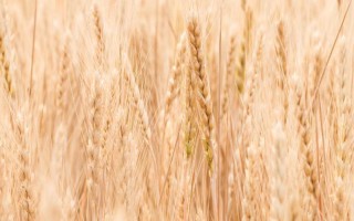 石新828小麥品種的特性，播種期為10月3～10日