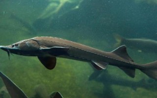 鱘魚屬于淡水魚還是海魚，應視情況而定