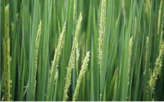 魅兩優(yōu)美香新占水稻種子介紹，栽植密度為20厘米×27厘米