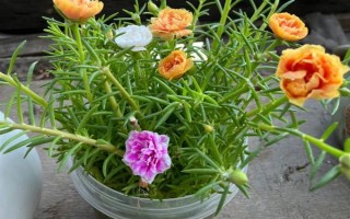 太陽(yáng)花水培可以活多久，太陽(yáng)花可以水培一年以上
