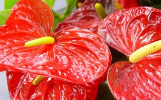 紅掌花有沒(méi)有毒，毒性主要存在于汁液中