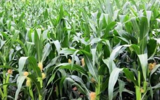 成單720玉米種簡介，春播平均生育期117.7天