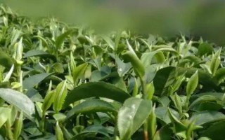 古丈毛尖的產(chǎn)地，產(chǎn)自湖南省武陵區(qū)古丈縣